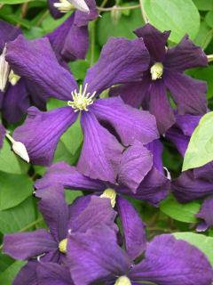 【春予約】　クレマチス　ビチセラ系　エトワール・バイオレット　【申込期限：３月２２日（日）】　【引渡予定日：４月４日（土）～１２日（日）】