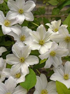 ビチセラ系　フルディーン