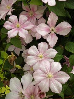 【春予約】　クレマチス　ジャックマニー系　カロライン　【申込期限：３月２２日（日）】　【引渡予定日：４月４日（土）～１２日（日）】