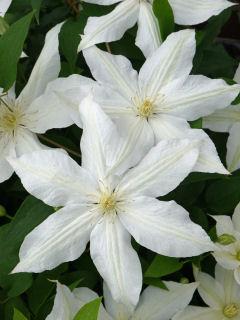 ジャックマニー系　ロコ・コラ