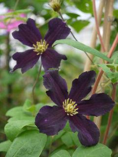 【春予約】　クレマチス　ジャックマニー系　ロマンティカ　　【申込期限：３月２２日（日）】　【引渡予定日：４月４日（土）～１２日（日）】