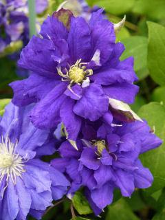 Ｐ＆Ｌ系　キリ・テ・カナワ