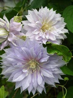 【春予約】　クレマチス　Ｐ＆Ｌ系　ベル・オブ・ウォーキング　【申込期限：３月２２日（日）】　【引渡予定日：４月４日（土）～１２日（日）】