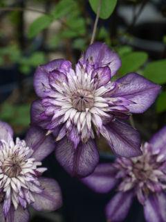 レイモンドエビソンシリーズ　カシス