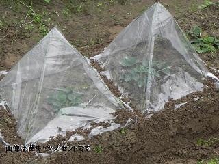 野菜苗キャップ用替えビニール　１０枚