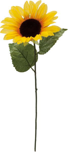 シングルヒマワリ　ＦＳ　－８２１９Ａ　Ｙ