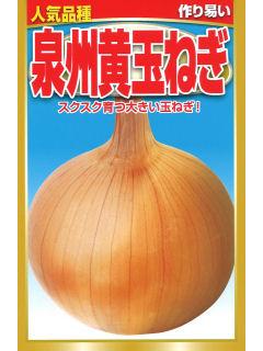 泉州　黄玉ねぎ