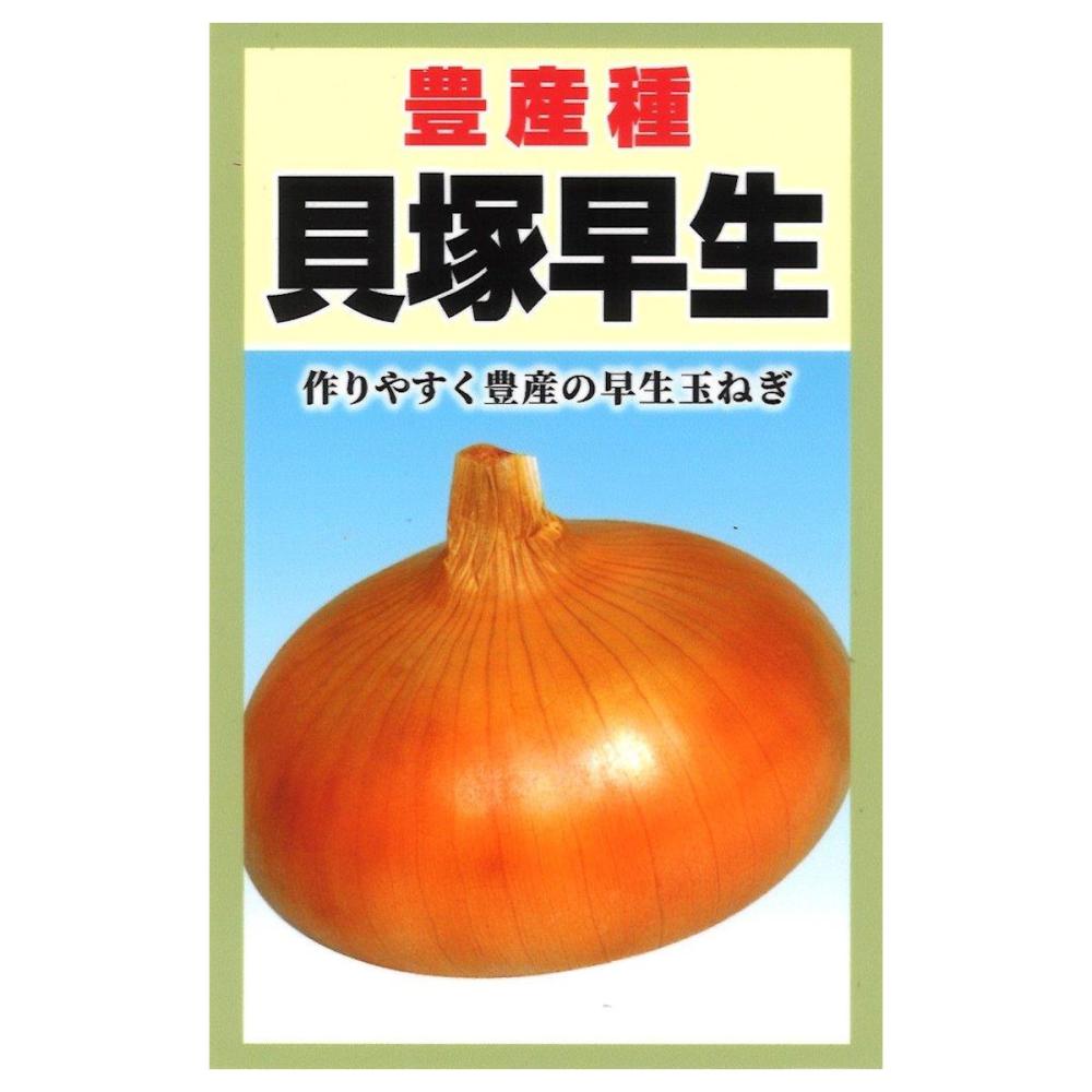 貝塚早生　玉ねぎ
