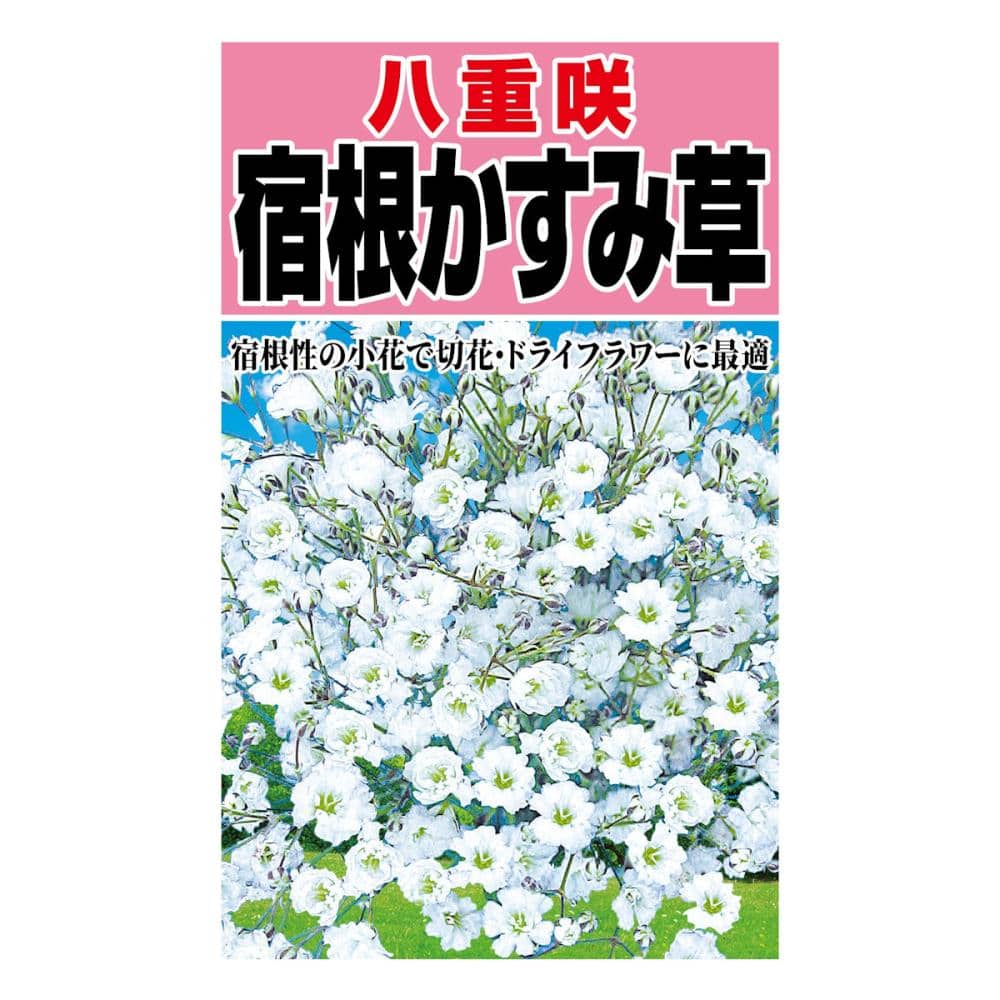 宿根草種子　八重宿根かすみ草