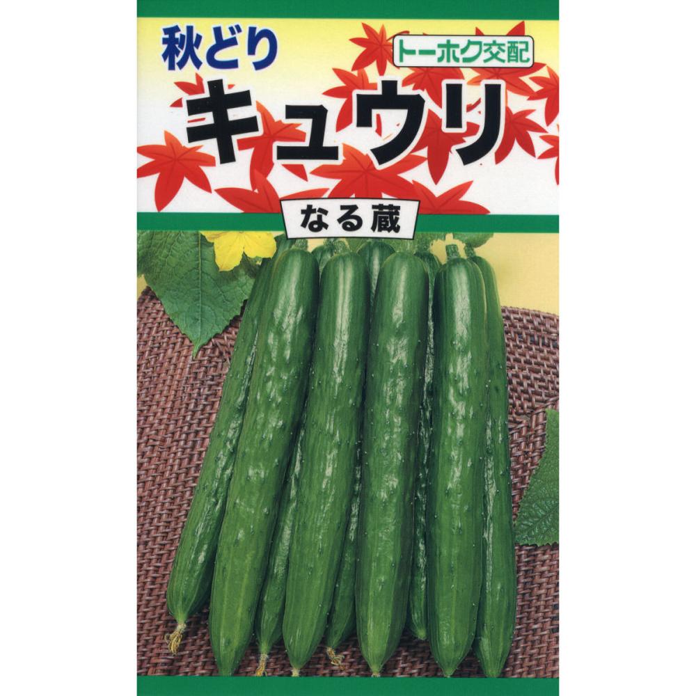 Ｆ１　秋どり　キュウリ　なる蔵