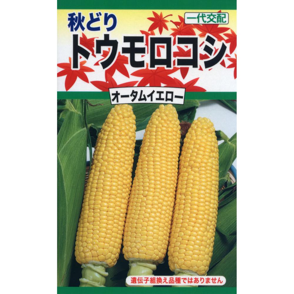 ｆ１　秋どり　トウモロコシ　オータムイエロー