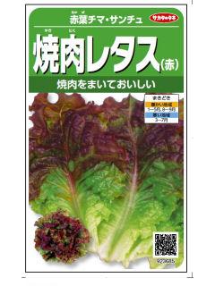 赤葉チマサンチュ　焼肉レタス