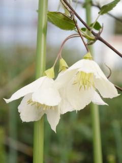 【春予約】　クレマチス　常緑系　シルホサ・ジングル・ベル　　【申込期限：３月２２日（日）】　【引渡予定日：４月４日（土）～１２日（日）】