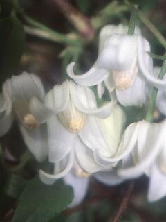 【春予約】　クレマチス　常緑系　ホワイト・エンジェル　　【申込期限：３月２２日（日）】　【引渡予定日：４月４日（土）～１２日（日）】