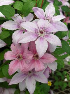 【春予約】　クレマチス　ジャックマニー系　ピンク・ファンタジー　【申込期限：３月２２日（日）】　【引渡予定日：４月４日（土）～１２日（日）】