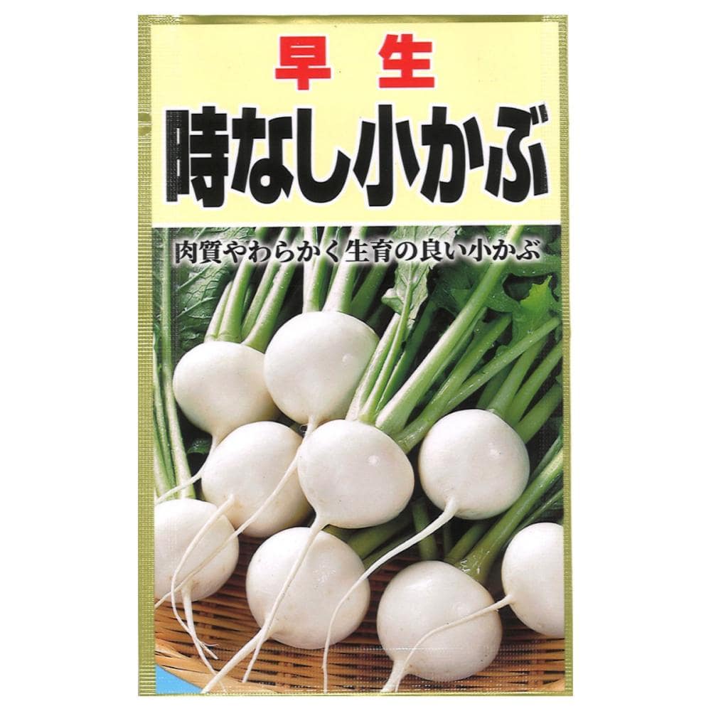 カブ種子　　時なし小かぶ