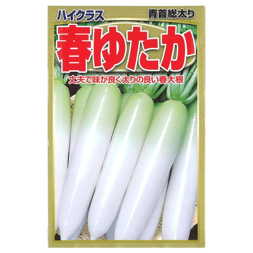 ダイコン種子　　春ゆたか大根