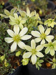 【春予約】　クレマチス　常緑系　クレマチス　ピクシー　【申込期限：３月２２日（日）】　【引渡予定日：４月４日（土）～１２日（日）】