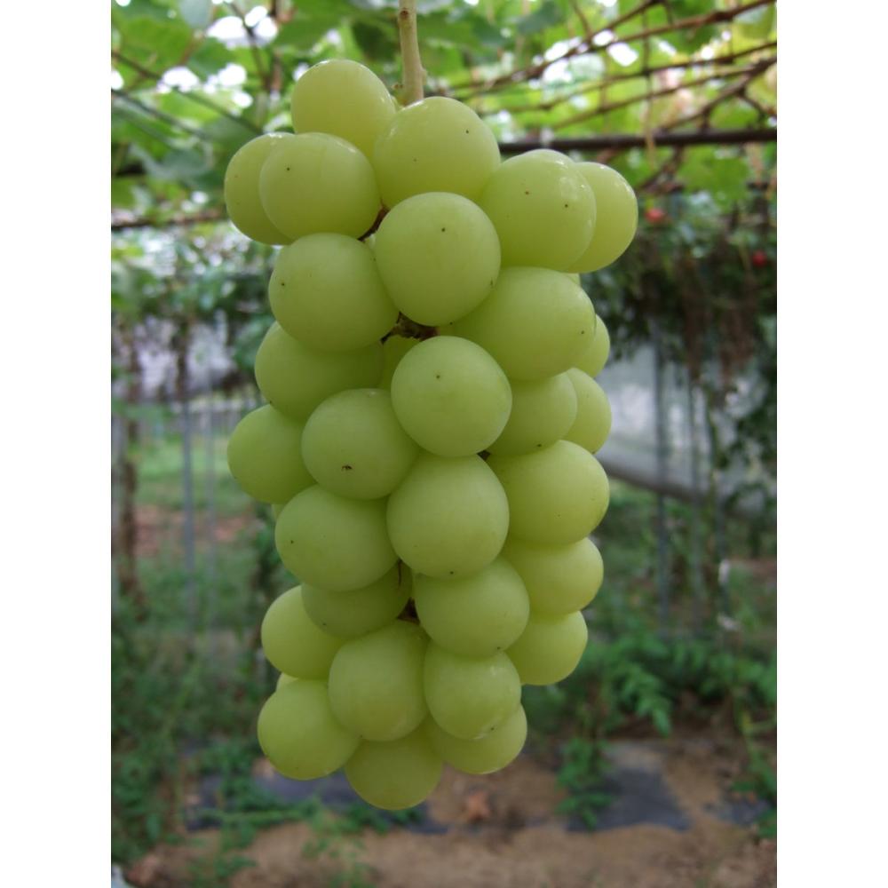 新潟県三条市産　農林水産大臣賞受賞　シャインマスカット　約１ｋｇ（２～３房入）　贈答用【ご注文期限８月３１日】