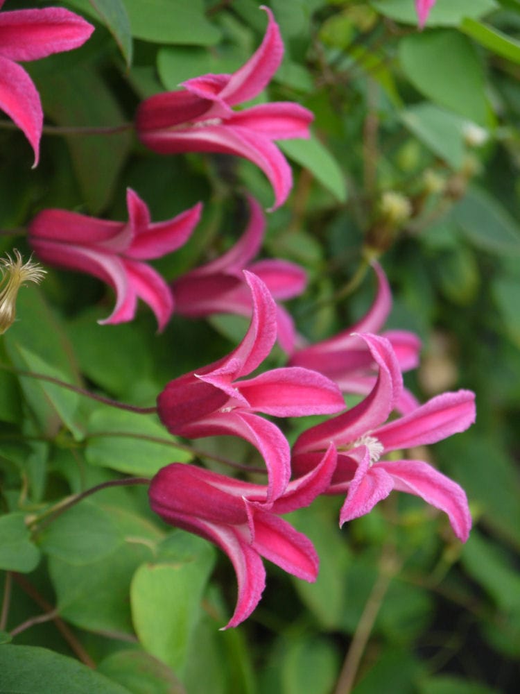 完売御礼【春予約】　クレマチス　テクセンシス系　プリンセス・ダイアナ　【申込期限：３月２２日（日）】　【引渡予定日：４月４日（土）～１２日（日）】