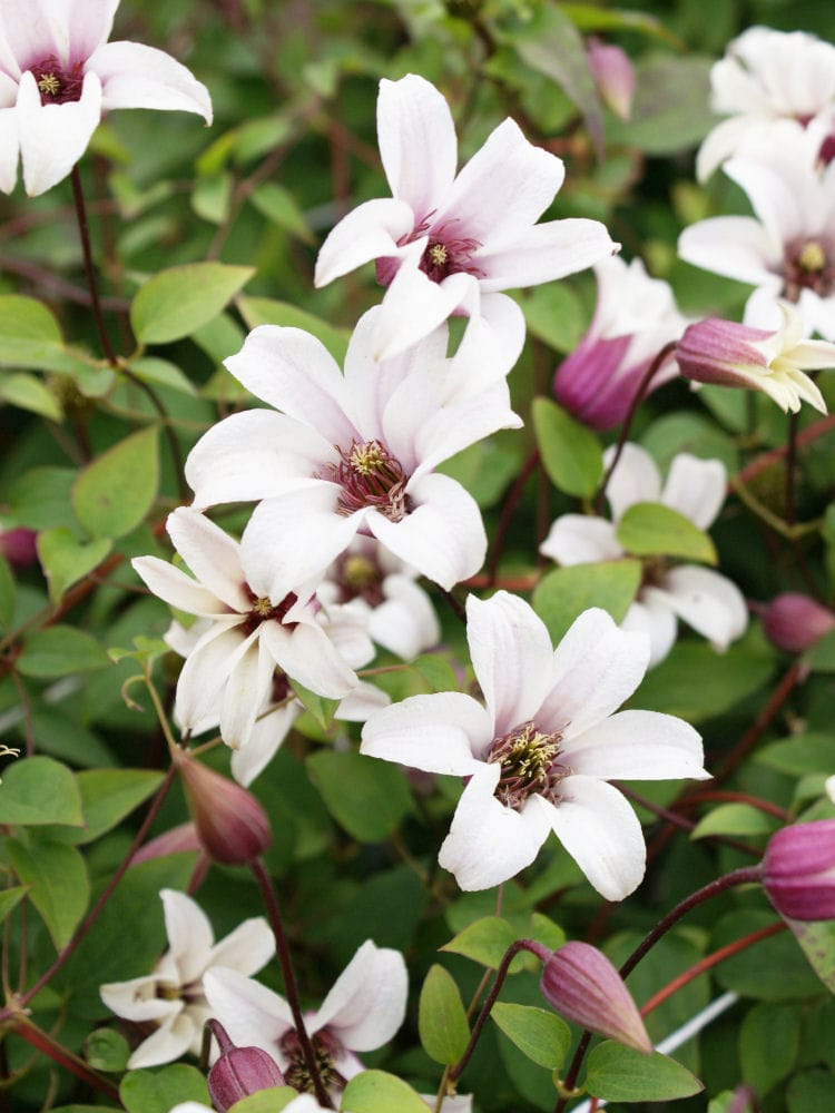 完売御礼【春予約】　クレマチス　テクセンシス系　プリンセス・ケイト　【申込期限：３月２２日（日）】　【引渡予定日：４月４日（土）～１２日（日）】