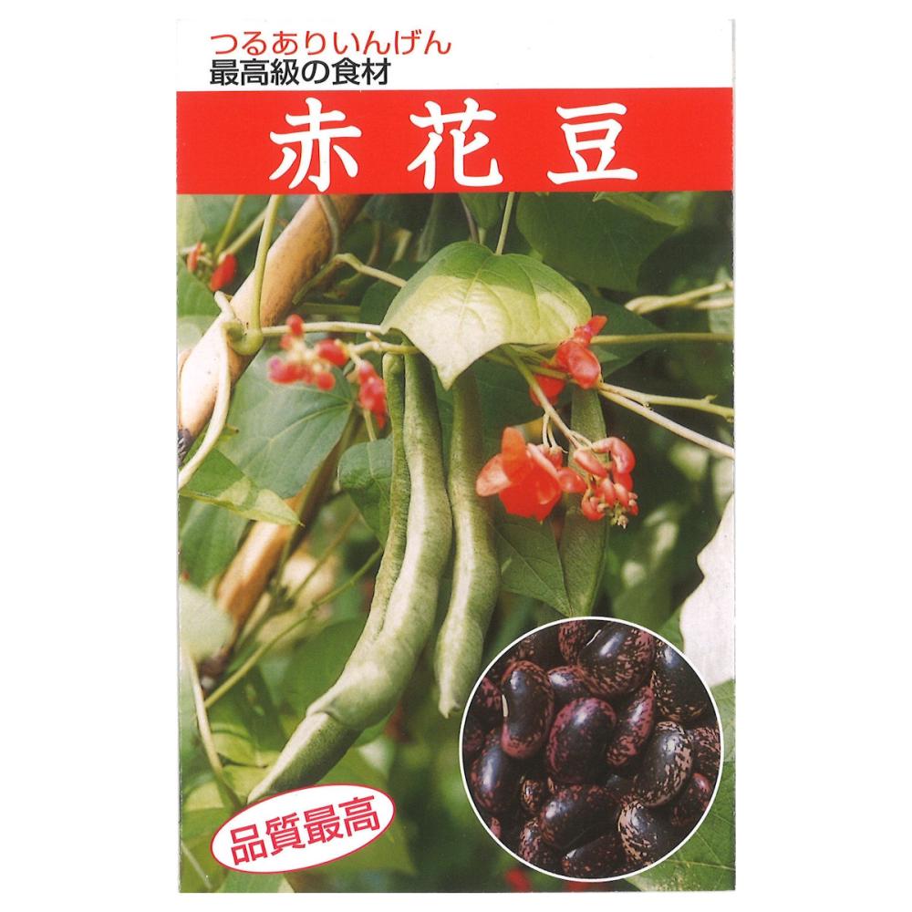 豆類種子　赤花豆