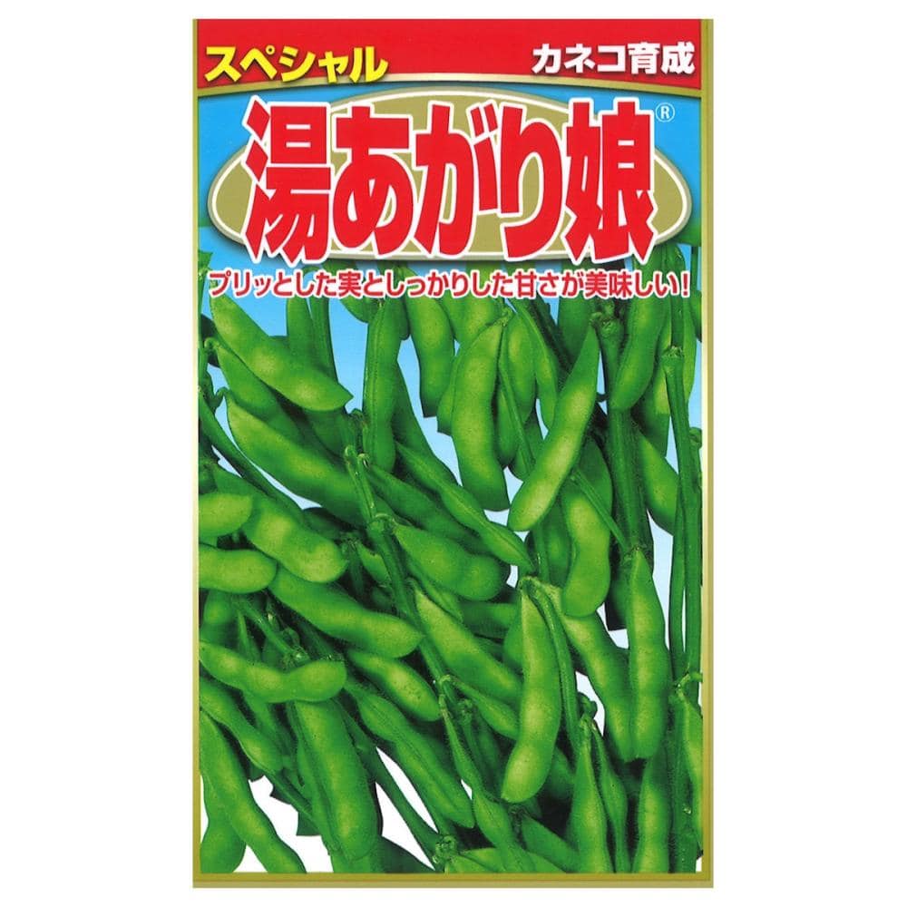 エダマメ種子　　湯あがり娘