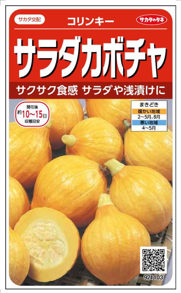 カボチャ種子　サラダカボチャ　コリンキー