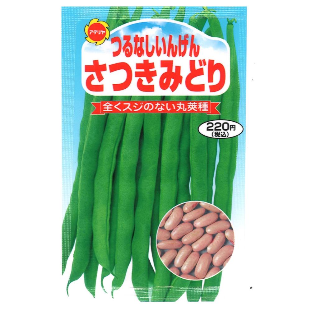 インゲン種子　つるなしさつきみどり２号