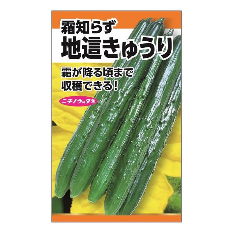 ニチノウのタネ　キュウリ種子　地這きゅうり