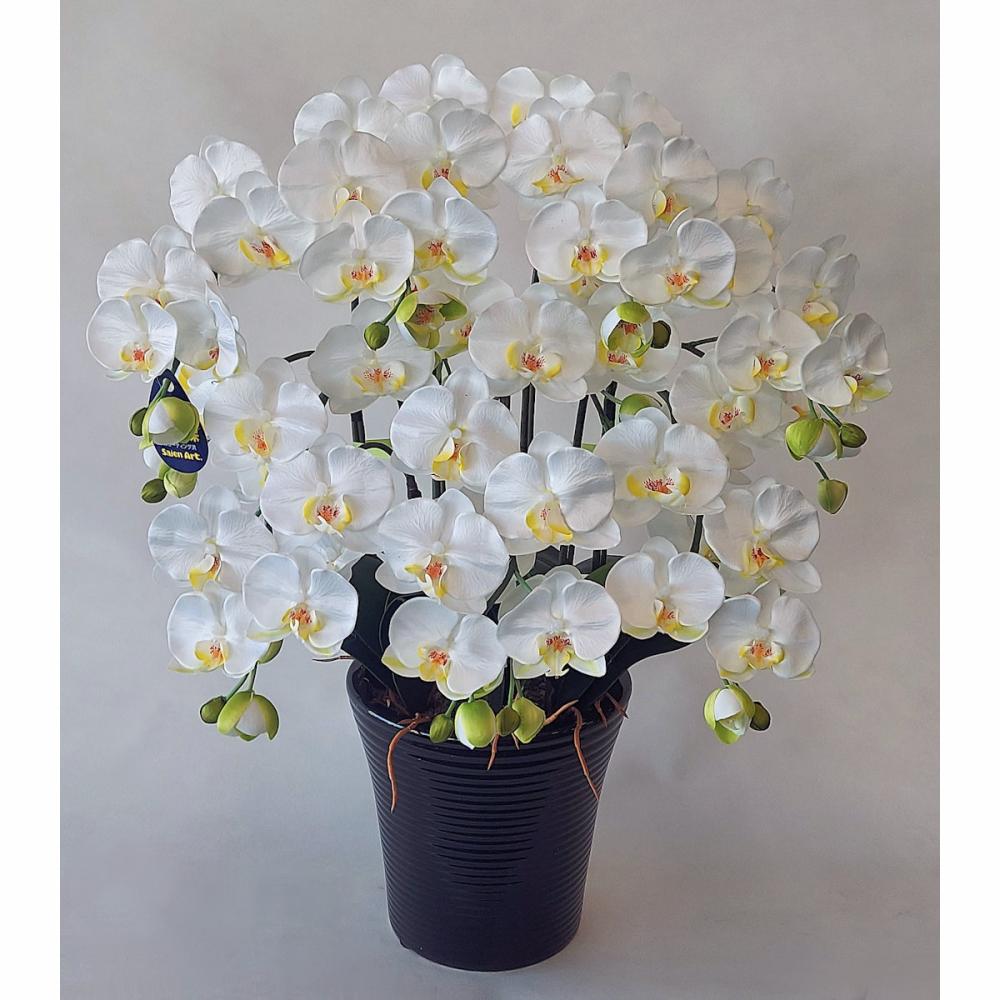 インテリア胡蝶蘭　白黄　　７Ｆ