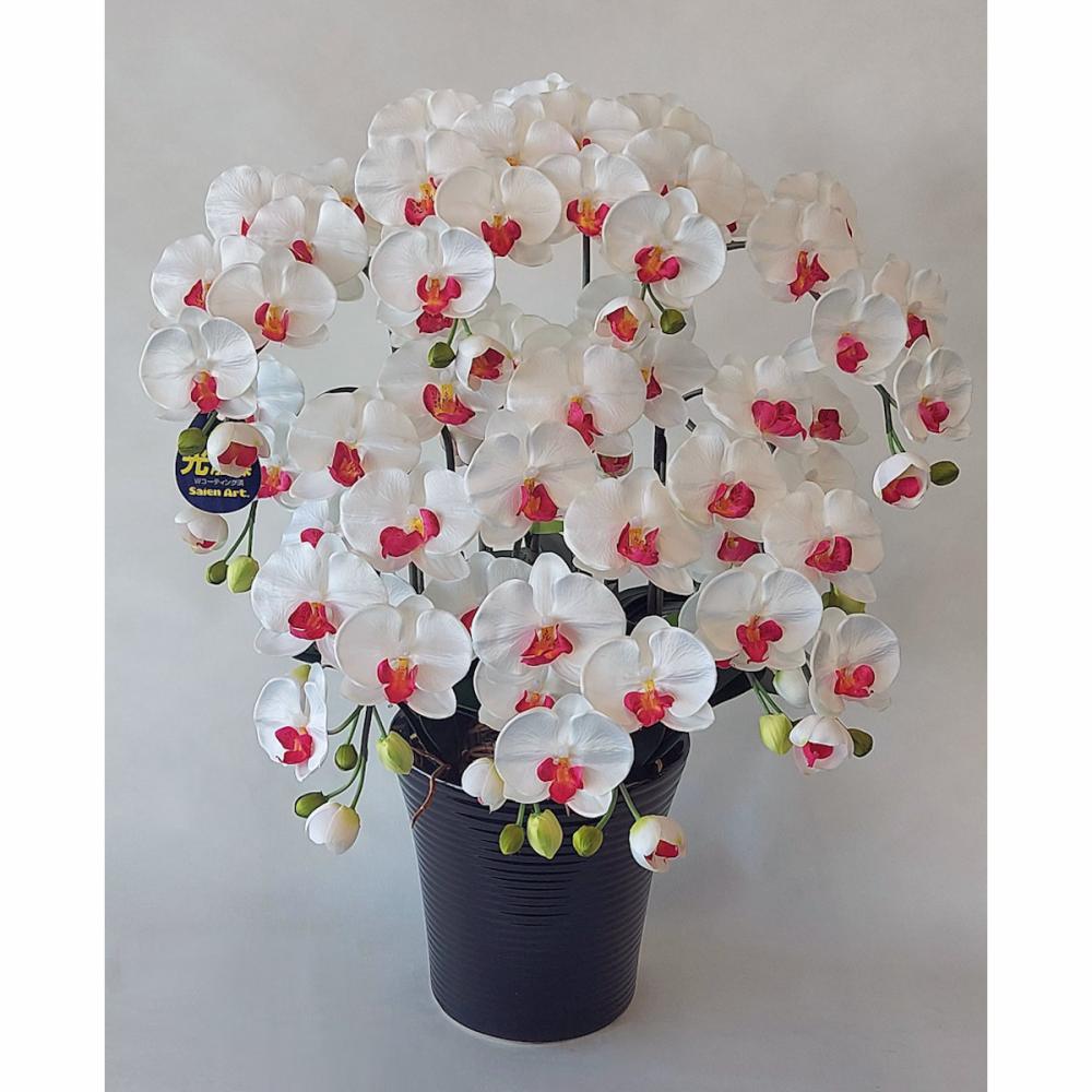 インテリア胡蝶蘭　白赤　　７Ｆ