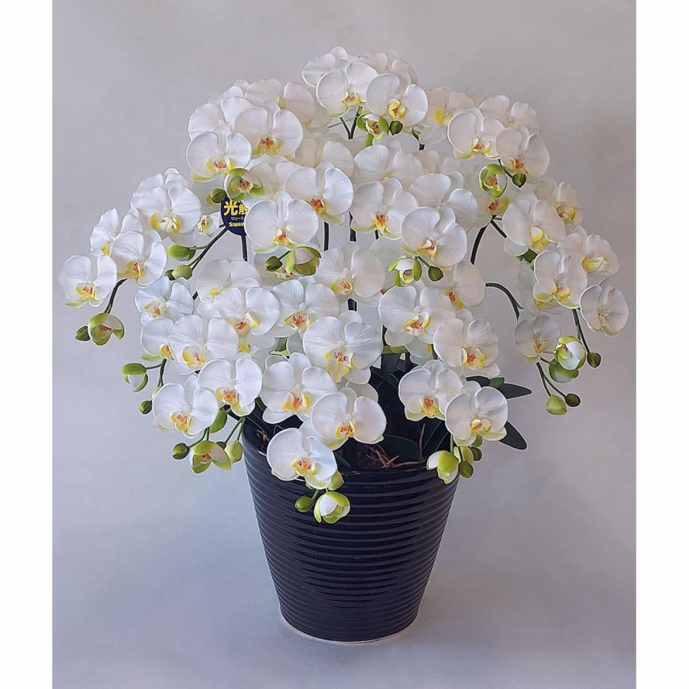 インテリア胡蝶蘭　白黄　　１０Ｆ