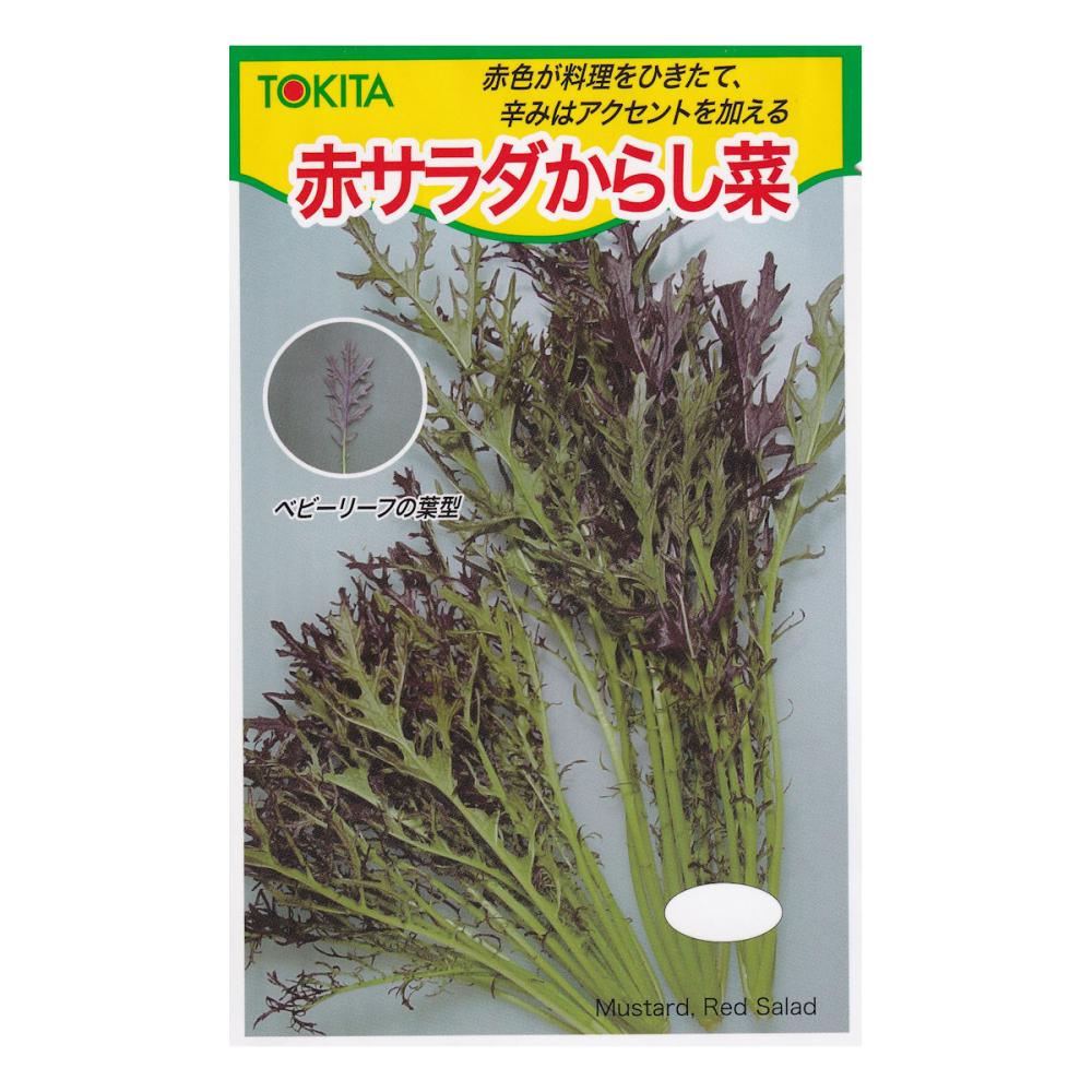 【宅配専用】　葉菜種子　赤サラダからし菜