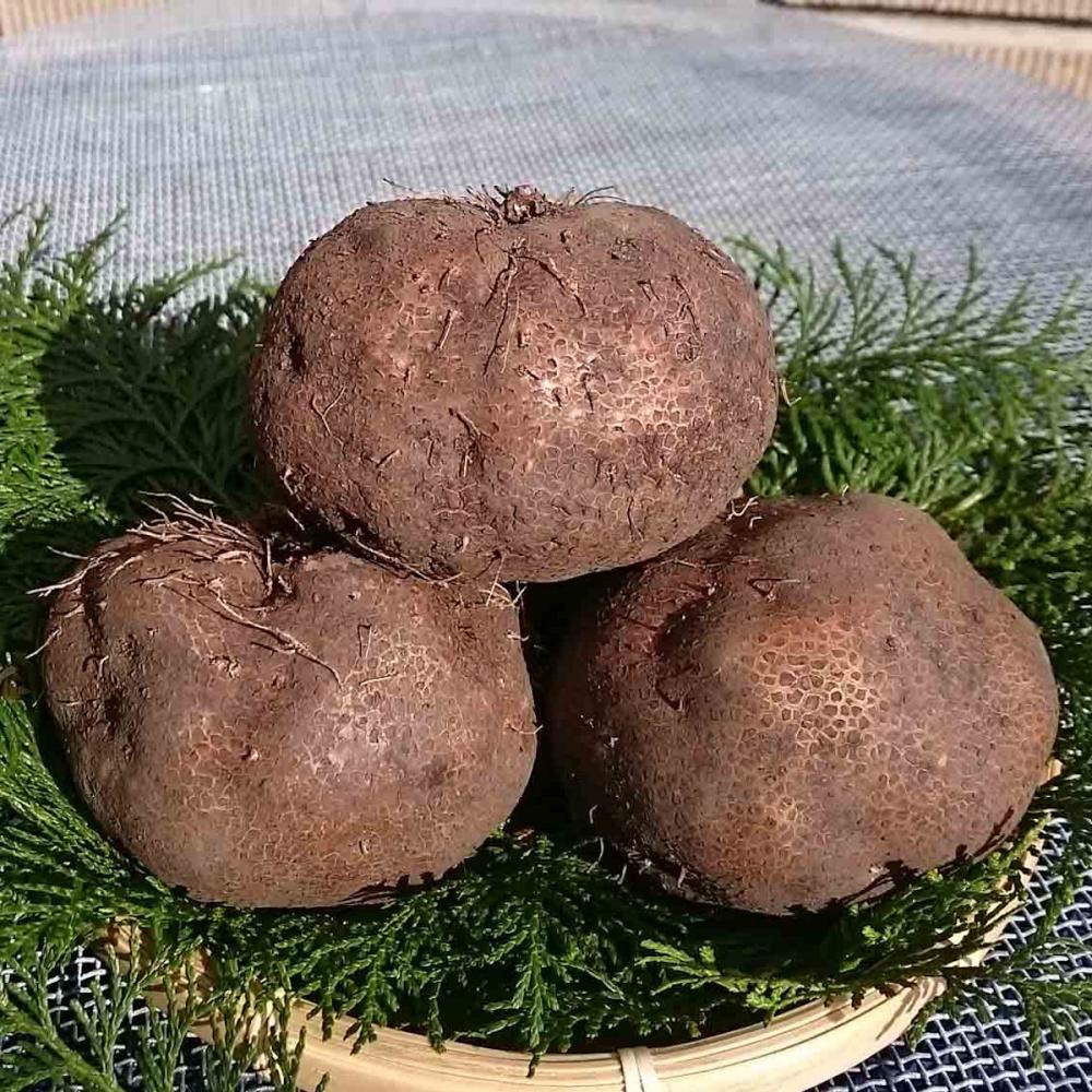 【春予約】　国産　丹波芋　５００ｇ　【申込期限：３月２２日（日）】　【引渡予定日：４月１１日（土）～１９日（日）】