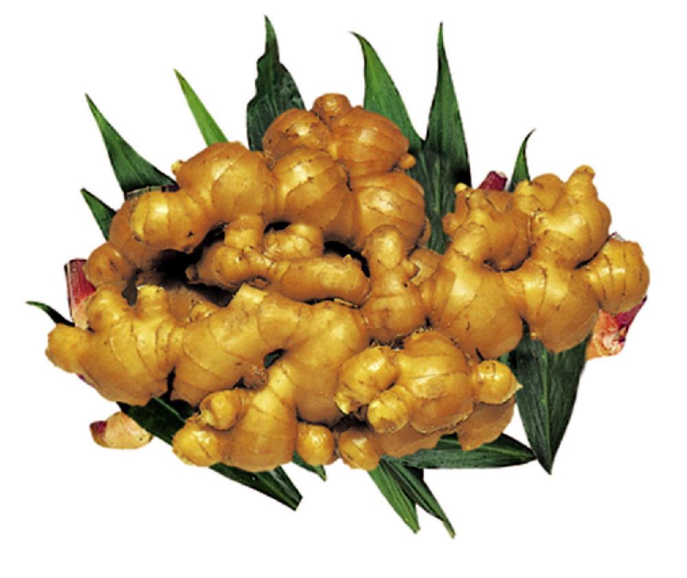 【春予約】　国産　お多福生姜　１ｋｇ　【申込期限：３月２２日（日）】　【引渡予定日：４月１１日（土）～１９日（日）】