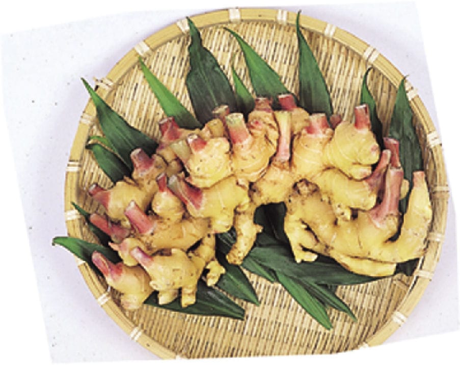 国産　三州生姜　１ｋｇ