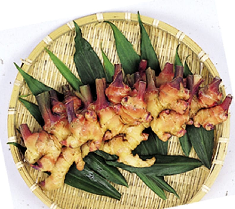 完売御礼　【春予約】　国産　金時生姜　１ｋｇ　【申込期限：３月２２日（日）】　【引渡予定日：４月１１日（土）～１９日（日）】