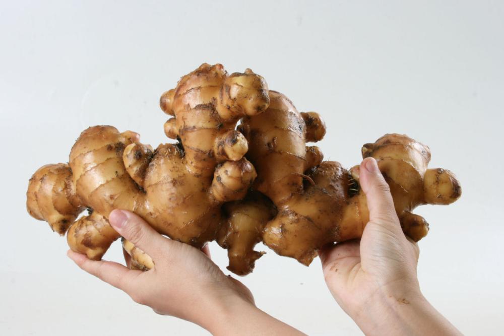 【春予約】　国産　八郎生姜　３ｋｇ　【申込期限：３月２２日（日）】　【引渡予定日：４月１１日（土）～１９日（日）】