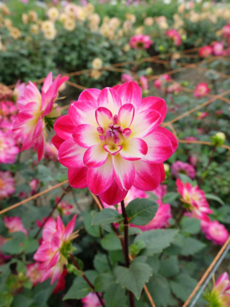 【春予約】　あふれ咲きダリア　日傘（ひがさ）　１球　【申込期限：３月２２日（日）】