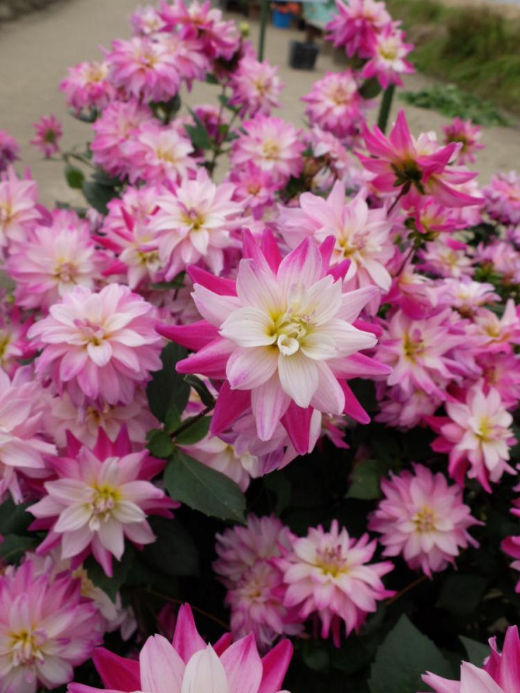 【春予約】　あふれ咲きダリア　宝姫　１球　【申込期限：３月２２日（日）】