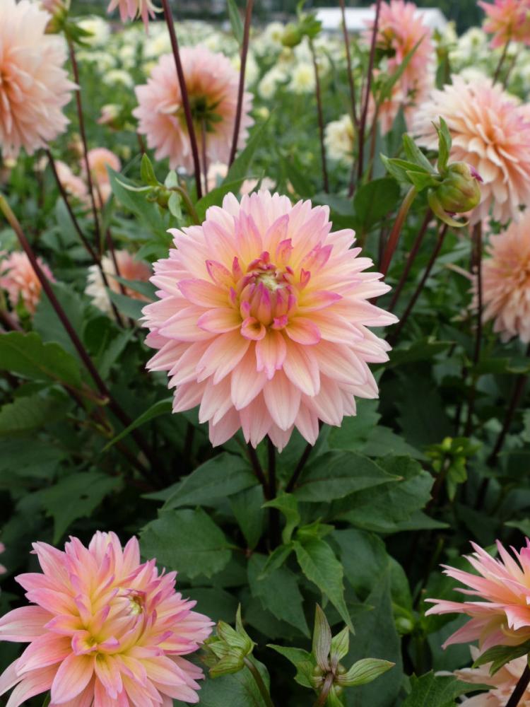 【春予約】　あふれ咲きダリア　優芽　１球　【申込期限：３月２２日（日）】