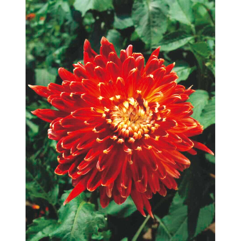 【春予約】　プラチナダリア　秋田（あきた）　１球　【申込期限：３月２２日（日）】