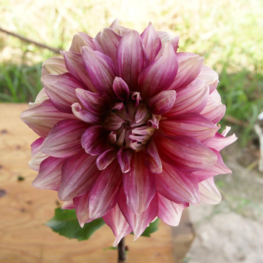 【春予約】　プラチナダリア　結納（ゆいのう）　１球　【申込期限：３月２２日（日）】