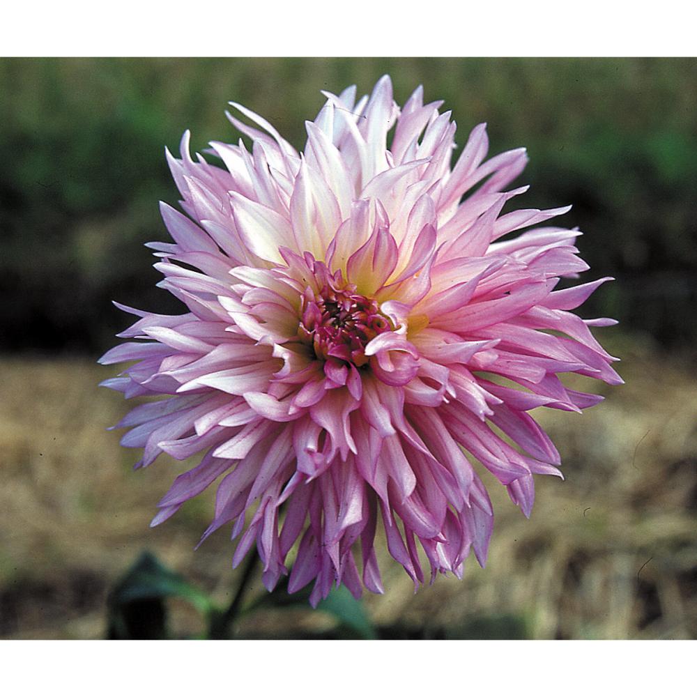 【春予約】　プラチナダリア　十和田（とわだ）　１球　【申込期限：３月２２日（日）】