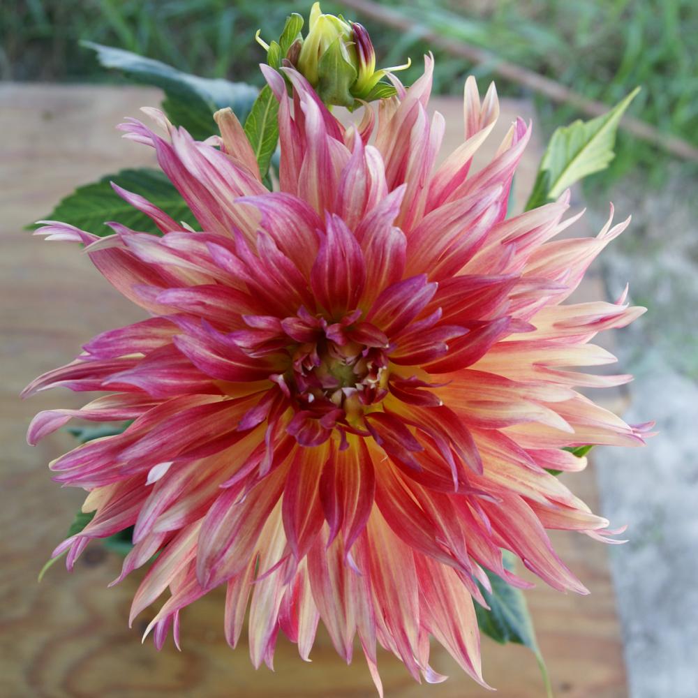 【春予約】　プラチナダリア　ペチカ　１球　【申込期限：３月２２日（日）】