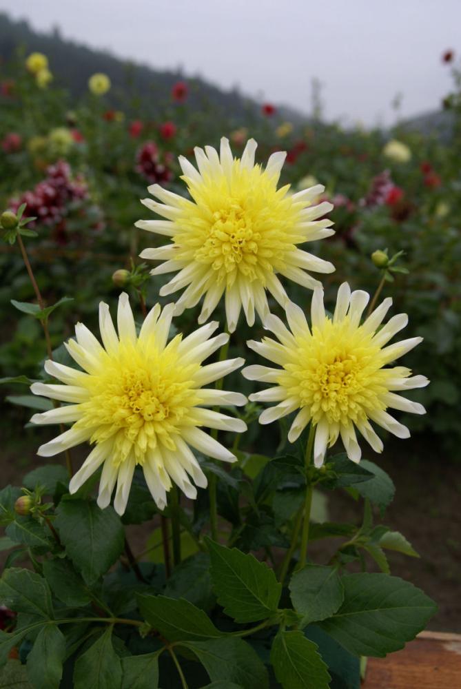 【春予約】　カットフラワーダリア　ムーンライト　１球　【申込期限：３月２２日（日）】