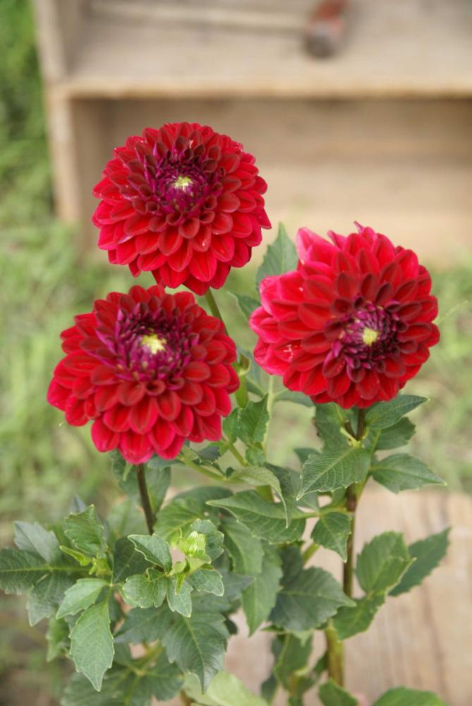 紅手毬（べにてまり）