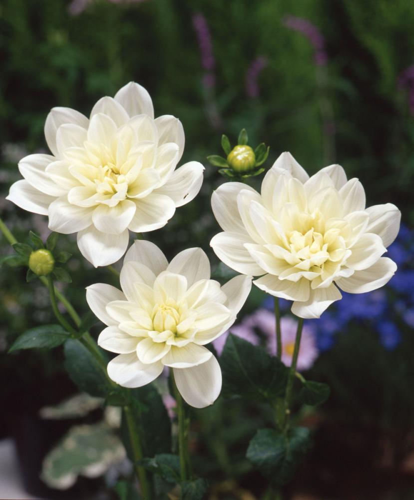 【春予約】　カットフラワーダリア　初雪（はつゆき）　１球　【申込期限：３月２２日（日）】