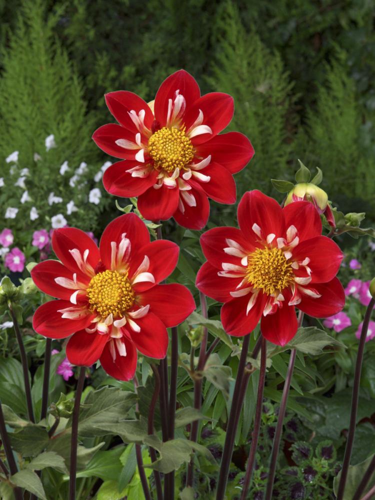 【春予約】　カットフラワーダリア　陽加（はるか）　１球　【申込期限：３月２２日（日）】